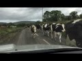 Rural Ireland - Cows on road in for milking