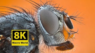 8K Macro World 8K Macro World