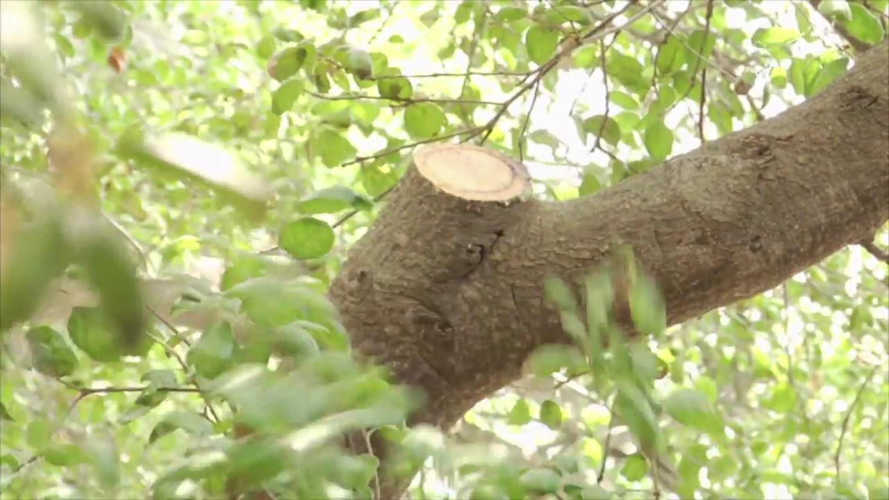 Using a Pole Saw to Apply Orange Oil Beeswax - Prune Like a Pro
