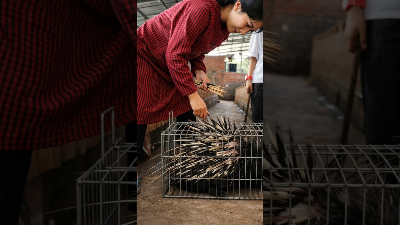 Why Do Chinese Farmers Farm Porcupines For Their Thorns? By Shiksha SQUARE