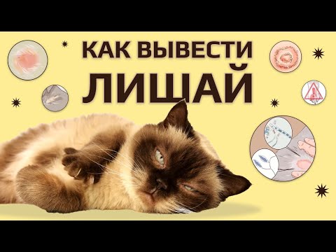 Лишай у кошек и котов 🐈 Как распознать и вылечить