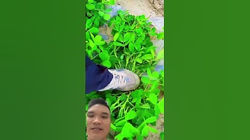 Trồng Lạc Mà Ít Củ Xem Video Này #farming