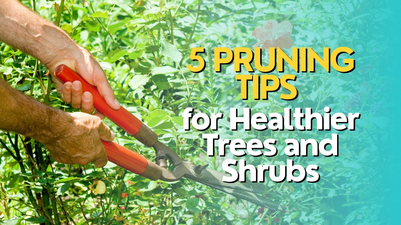 Top 5 Pruning Tips for Healthier Trees and Shrubs - YouTube