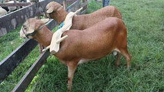 FEIRA DE PORCOS E OVELHAS DE CAPOEIRAS PE. 16 de junho de 2023