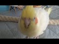 オカメインコのチョコボのモーニングルーティン　2022.8.22