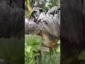 #nature គីរីរម្យ