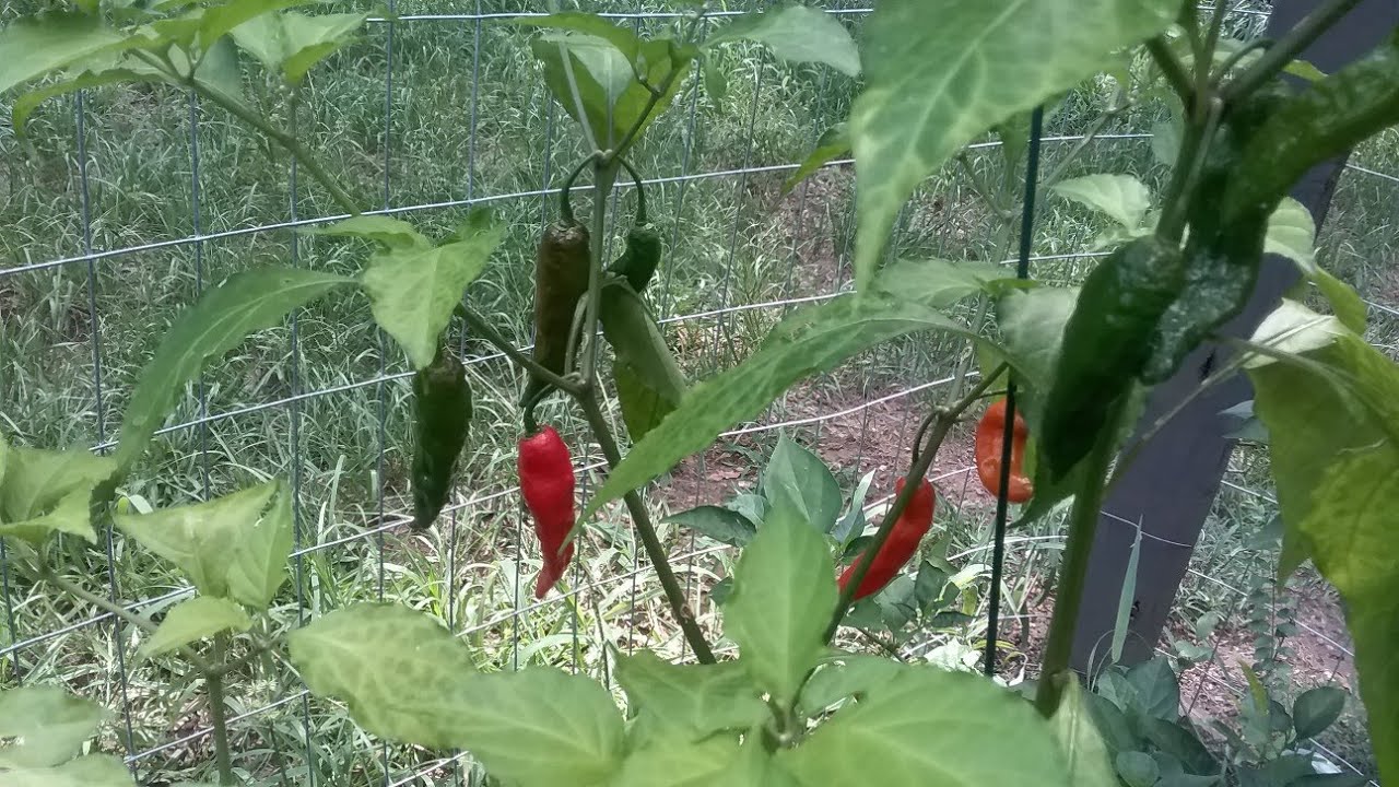 Weird stuff going on with one of my Pepper Plants. Lots of peppers