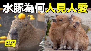 水豚一種能『控制心靈』的動物原來這背後的生物原理十分有趣……|自說自話的總裁