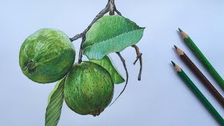 How to Draw Guavas in Color Pencils | Fruit Drawing | Color Pencil Drawing