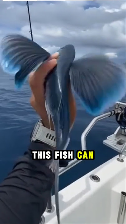 This Fish Can Actually Fly!