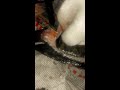 как чистить рыбу змееголов