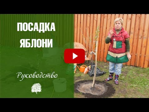 Посадка яблони ✅ Мастер класс от HitsadTV ✅ Плодовые деревья в саду