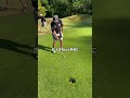 砲台グリーン用 アプローチ#ゴルフ #golf #アプローチ