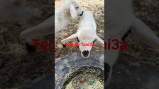 🐑🐏ألطف لقطات للخراف الصغيرة بمناسبة العيد""The cutest clips of baby lambs for Eid" #طبيعة #جمال