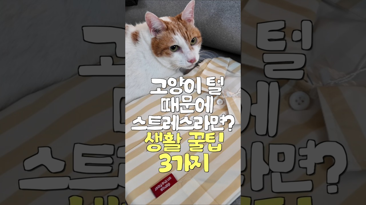 냥신이 딱! 가져온 첫 공동구매