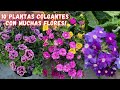 10 Bellisimas Plantas Con Mucha Floracion Que Puedes Poner De Forma Colgante | Flores y Jardines |