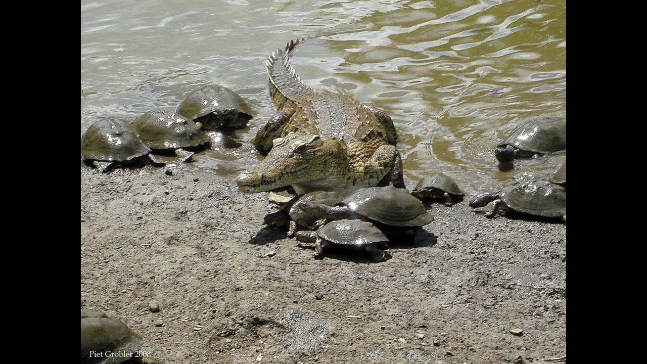 💯SкиZа. Почему черепахи живут рядом с крокодилами. #черепахи