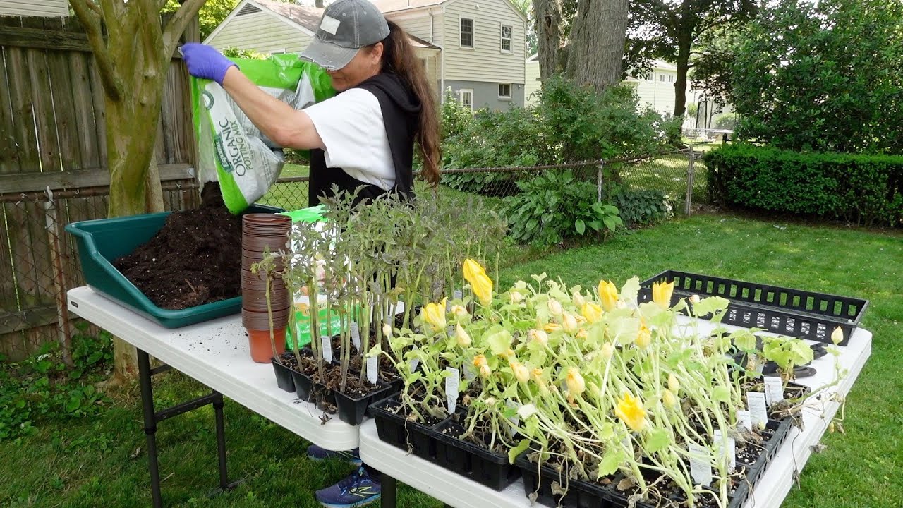 Potting Up Tomatoes, Squash & Cucumbers / Dirt and Dish YouTube