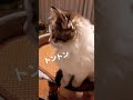 テレビを見てる子猫にﾄﾝﾄﾝしたら怒られた、夢中過ぎて気付くのが微妙に遅い子猫#shorts#子猫#可愛い#モフモフ