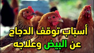 أسباب توقف الدجاج عن البيض وعلاجه اسباب قطع البيض عند الدجاج البلدي وايه اللي بيخلي الدجاج يقطع بيض