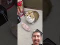 Bikin ayunan buat anak kucing kucinglucu kucing kucingviral kucingimut short.