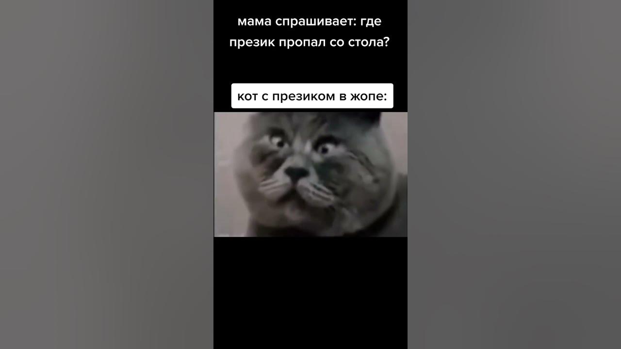 бедный кот - YouTube