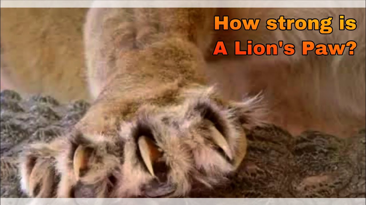 Strength of a Lion’s Paw