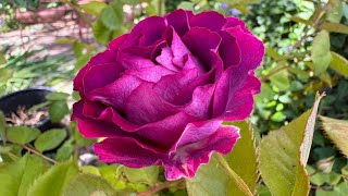 Cosmic Clouds, bred by Christian Bédard May 2025