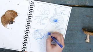 Diagramming a Mushroom | Camp at Home