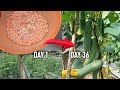 Cucumber cultivation from 0 to harvest 36 days low budget abundant yield