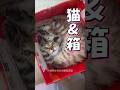 箱が大好き猫ランキング2 #海外 #動物 #funnyanimals