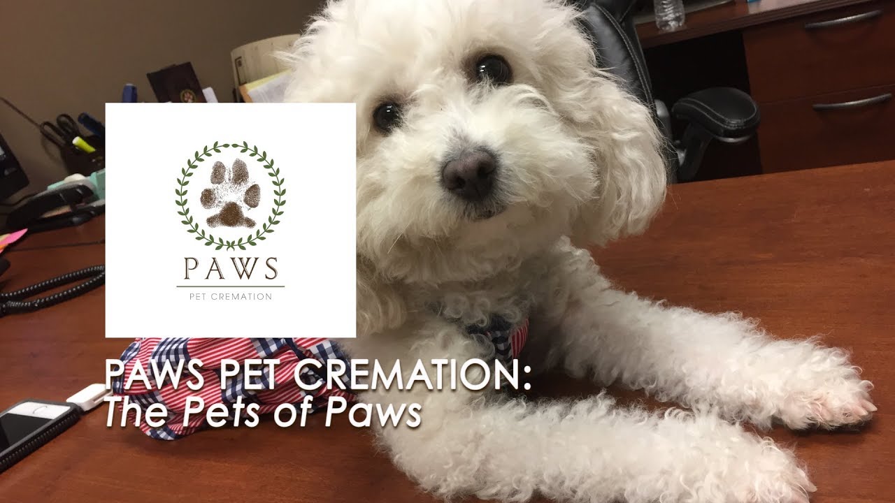Paws Pet Cremation The Pets of Paws YouTube