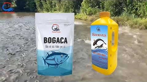 THỨC ĂN CHUYÊN DÙNG CHO CÁ LÓC-SEAMASTER