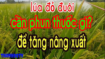 Lúa đỏ đuôi cần phun thuốc gì?Để tăng nâng xuất/thanhdotv/Paddy field