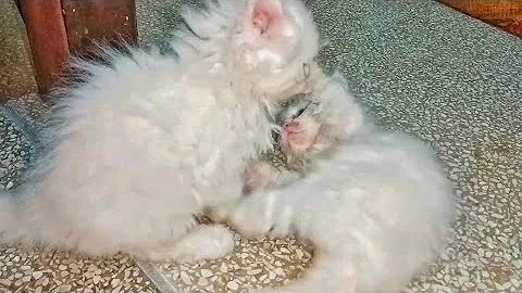 Video 1732301: persian kitten playing, cat pets kitten love, pets meow, pets gatos, kitten playing ball, best pets