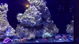 red sea reefer 250