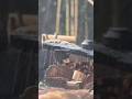 (10) 森で最悪なエリアを、最高の場所に開拓！　(山小屋の骨組みが終わり、側面の組み立て！)