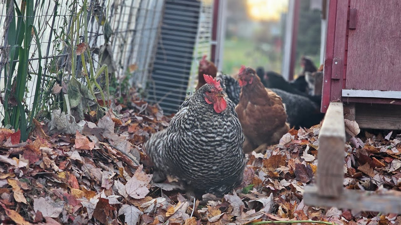 Setting up Chicken's Deep Bedding System