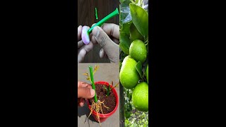 Try to growing lemon tree from lemon cuttings very fast - with use onion for rooting hormone