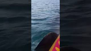 Kayakers left gasping as huge shark swims right under their boat