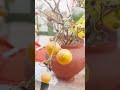 bonsai Orange Tree Happy to See #bonsaitree