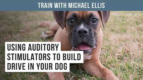 Train with Michael Ellis - Using Auditory Stimulators to Build Drive in Your Dog