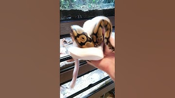 Did My Hand Just Turn Into Another Ball Python?! 😨🐍#shorts