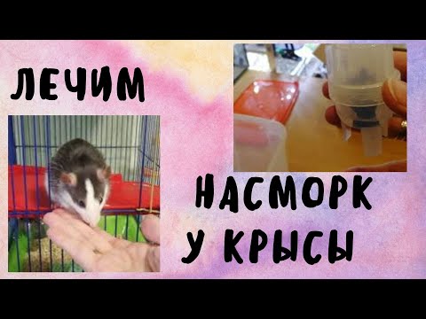 Лечим насморк у крысы | Крыса чихает что делать | Ингаляция крысе