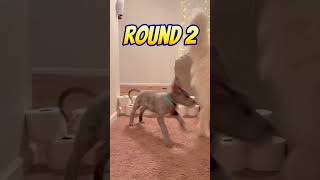 Great Dane Puppy Vs. Toilet Paper Challenge