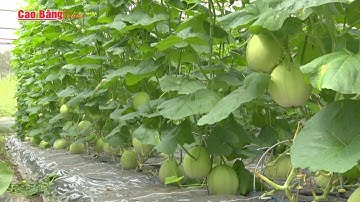 Mô hình trồng dưa lê, dưa lưới nhà màng ở Cao Bằng