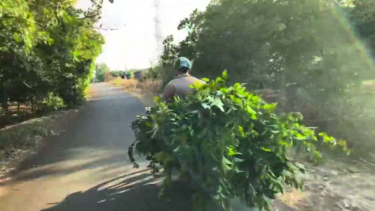 THEO BA HÁI TRÀ XANH MỒNG HAI TẾT 