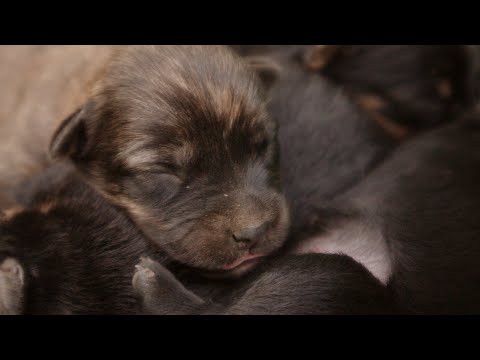 Puppies | Canon EOS M | Magic lantern RAW cinematic video