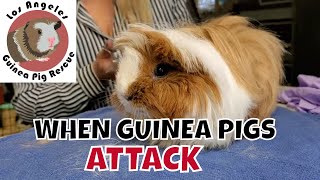 When Guinea Pigs Attack!! 😱