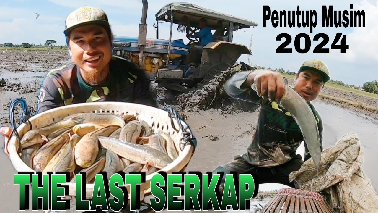 PADU SERKAP Haruan Keluar Sampai 3 Ekor Ligan Trekta & Haruan Besar Turun Ikut Air Di Sg Nonang s362